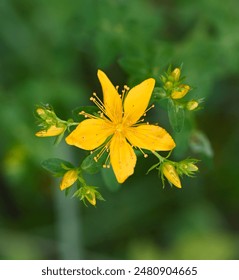 Beautiful close-up of hypericum perforatum