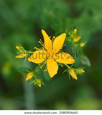 Beautiful close-up of hypericum perforatum