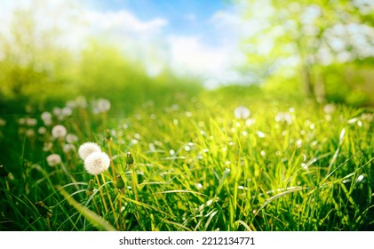 Beautiful close-up image of fresh green grass with ripe dandelions in natural meadow on warm summer morning with blurred background. - Powered by Shutterstock