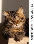 Beautiful closeup macro portrait face of a beautiful domestic siberian kitten cat pet kitty green eyes sun light face with paws looking fiery and majestic