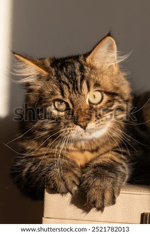 Beautiful closeup macro portrait face of a beautiful domestic siberian kitten cat pet kitty green eyes sun light face with paws looking fiery and majestic