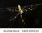 Beautiful close-up of Nephila clavata spider known in Japan as Joro gumo isolated on black background with flare. Horizontal shot.