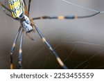 Beautiful close-up of Nephila clavata spider known in Japan as Joro gumo isolated on gray background.