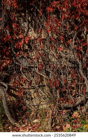 Similar – Gebüsch mit roten Beeren auf einer Wiese mit Teilen eines Baumstammes