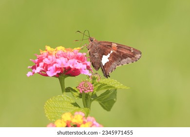 Beautiful closeup outdoor picture tiny silver sided skipper butterfly brown white wings long antenna large eyes natural environment landed pretty pink yellow lantana flowers feeding nectar sunny day 
