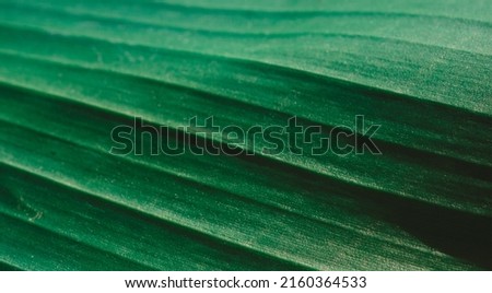 Beautiful Close-up picture of bright banana leaf. Blured bokeh background