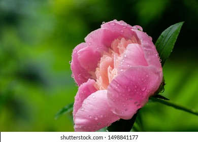 Beautiful close-up of pink peony with big water drops blooming under sun against dark green leaves in garden. Selective focus. Spring landscape, fresh wallpaper, nature background concept