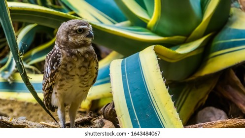 Beautiful Closeup Portrait Of A Burrowing Owl, Long Legged Owl Specie From America