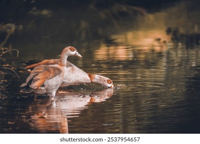 A beautiful closeup portrait of Egyptian geese drinking water on a lake - Powered by Shutterstock