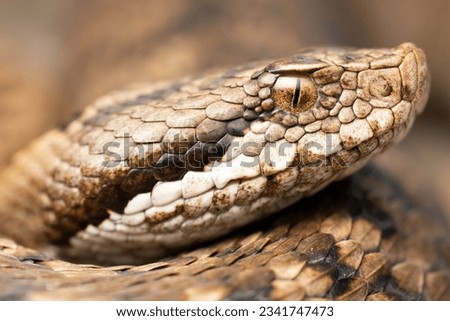 Beautiful close-up portrait of an imposing venomous snake Vipera aspis Pyrenean asp viper with gorgeous golden eye