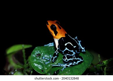 Beautiful Closeup Ranitomeya Fantastica On Black Stock Photo 2040132848 ...