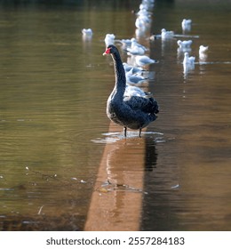 A beautiful closeup shot of black swan by the lake with group of seagulls in the background - Powered by Shutterstock