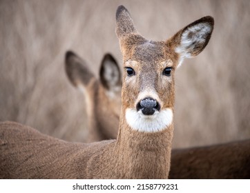 The beautiful close-up shot of brown deer looking straight to a camera
