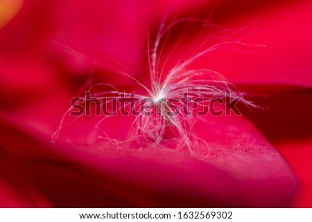 Similar – Close-Up Details Of Pink Tulip Flower