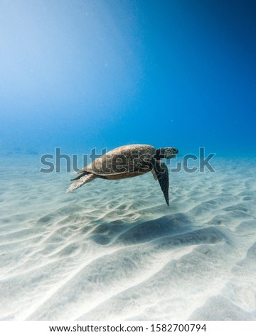 A beautiful closeup shot of a kemp's ridley sea turtle swimming underwater