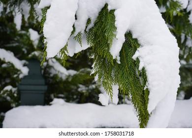 Beautiful Closeup of Snow on Tree