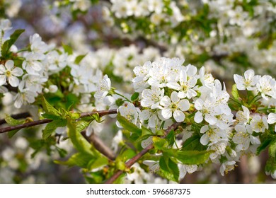 beautiful closeup spring blossoming tree - Shutterstock ID 596687375