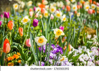 Beautiful close-up of spring garden with daffodils, tulips, lilacs and other spring flower lit by the warm spring sun - Powered by Shutterstock