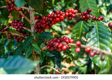 Beautiful Closeup View Of The Coffee Bean Plant In An Agriculture Plantation In Costa Rica