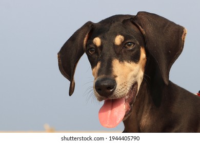 Beautiful Closeup view of Kanni Dogs Semi Adult Puppy one of the famous native breed and Hunting dog of Tamil Nadu in India 