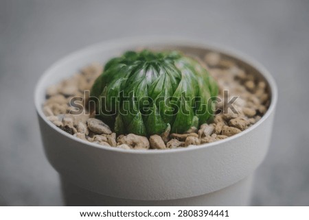 Beautiful close-up view of a tiny succulent plant called Haworthia Led Mutant in a white pot
