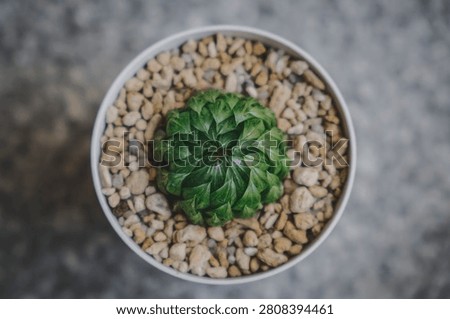Beautiful close-up view of a tiny succulent plant called Haworthia Led Mutant in a white pot
