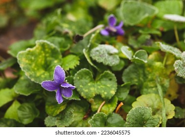 Beautiful close-up of viola odorata
 flower in autumn