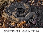 A beautiful closeup of a western diamondback rattlesnake on a ground