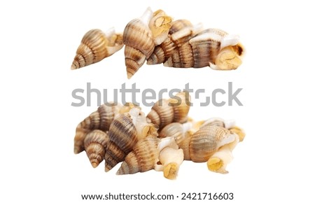 Beautiful closeup Whelk Shells Isolate on white background.sea shell