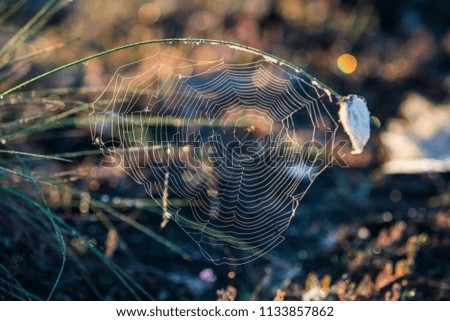 Similar – Image, Stock Photo Summer meadow with mosquitoes