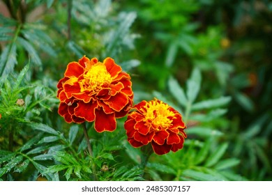 Beautiful close-up of yellow marigold flowers blooming in a lush green garden, showcasing nature's beauty and vibrant colors. - Powered by Shutterstock