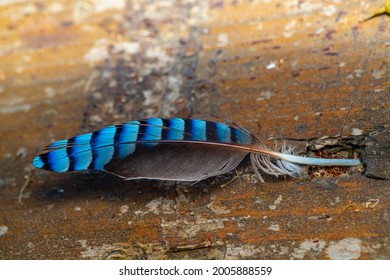 a beautiful closup photo of a Eurasian jay feather on wodden surface in the local nature reserve
