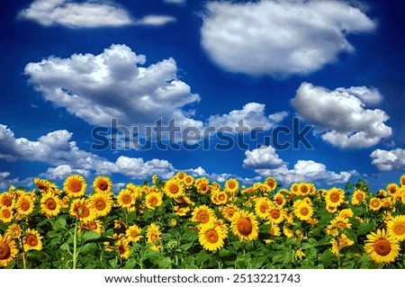 Similar – Field of sunflowers with a stormy cloudy sky in the background