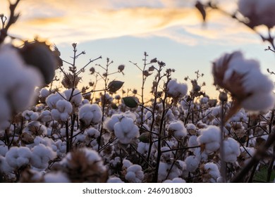 Beautiful cloudy and colorful sunset with cotton field growing in foreground