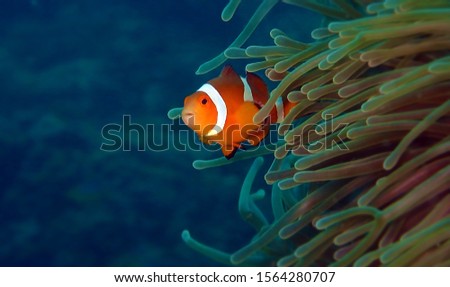 Beautiful clown fish  in the sea anemone. Detail of anemone fish hiding in coral in Andaman sea, Thailand with blue background. Underwater macro photography. Scuba diving in Thailand.