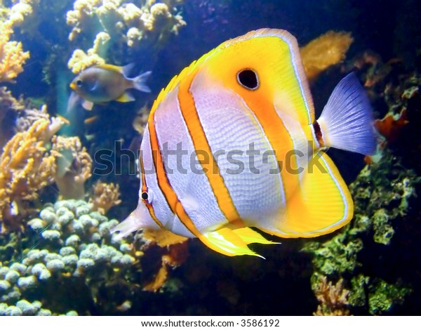 Beautiful Clownfish Tropical Coral Reef Stock Photo 3586192 | Shutterstock