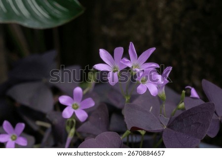 A beautiful cluster of blooming Oxalis Triangularis (Purple Shamrock) flowers in a lush, shady garden