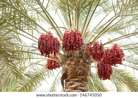 Beautiful clusters of red dates 