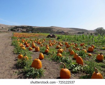 Beautiful Coastal Pumpkin Patch / Farm in Half Moon Bay, California - Fall / Halloween  