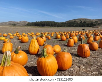 Beautiful Coastal Pumpkin Patch / Farm in Half Moon Bay, California - Fall / Halloween  