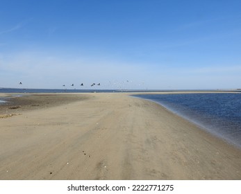 Beautiful coastal scenery with assorted waterfowl flying in the skies over the Sandy Hook Bay Area, in Monmouth County, New Jersey.