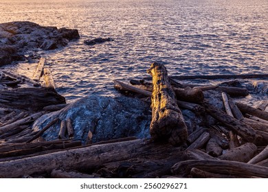 Beautiful coastal scenery during sunrise featuring driftwood logs on a rocky shore and the ocean waves reflecting golden sunlight. - Powered by Shutterstock