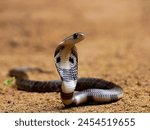 Beautiful cobra snake in Sri Lanka