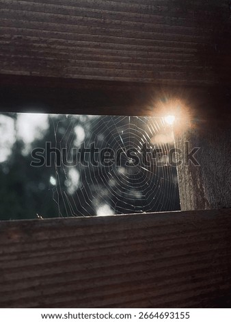 Beautiful cobweb in sunset rays