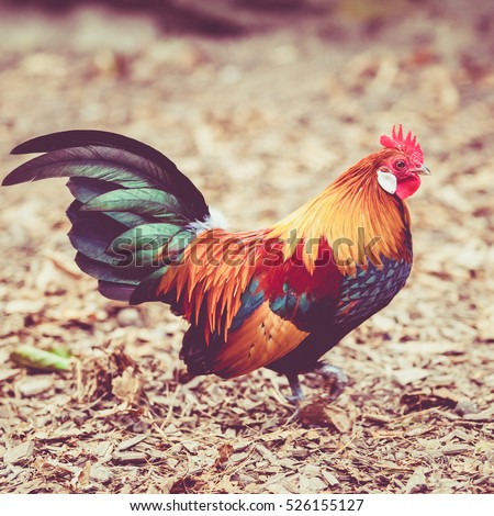 Beautiful cock. colorful rooster.