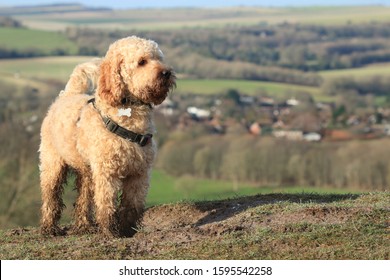 A Beautiful Cockapoo Dog, With Muddy Paws, Standing On A Hilltop In The South Downs In West Sussex, UK.