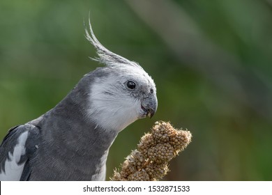 Beautiful Cockatiel Feeding on Millet