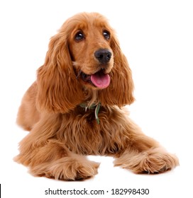 Beautiful Cocker Spaniel Isolated On White