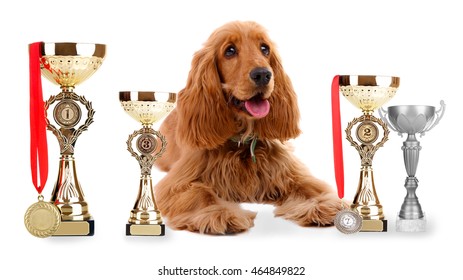 6,767 Dog Trophy Images, Stock Photos & Vectors | Shutterstock