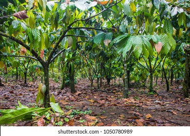 Beautiful Cocoa Farm 